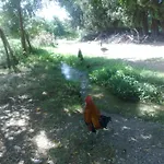 La Calabrisella دافولي